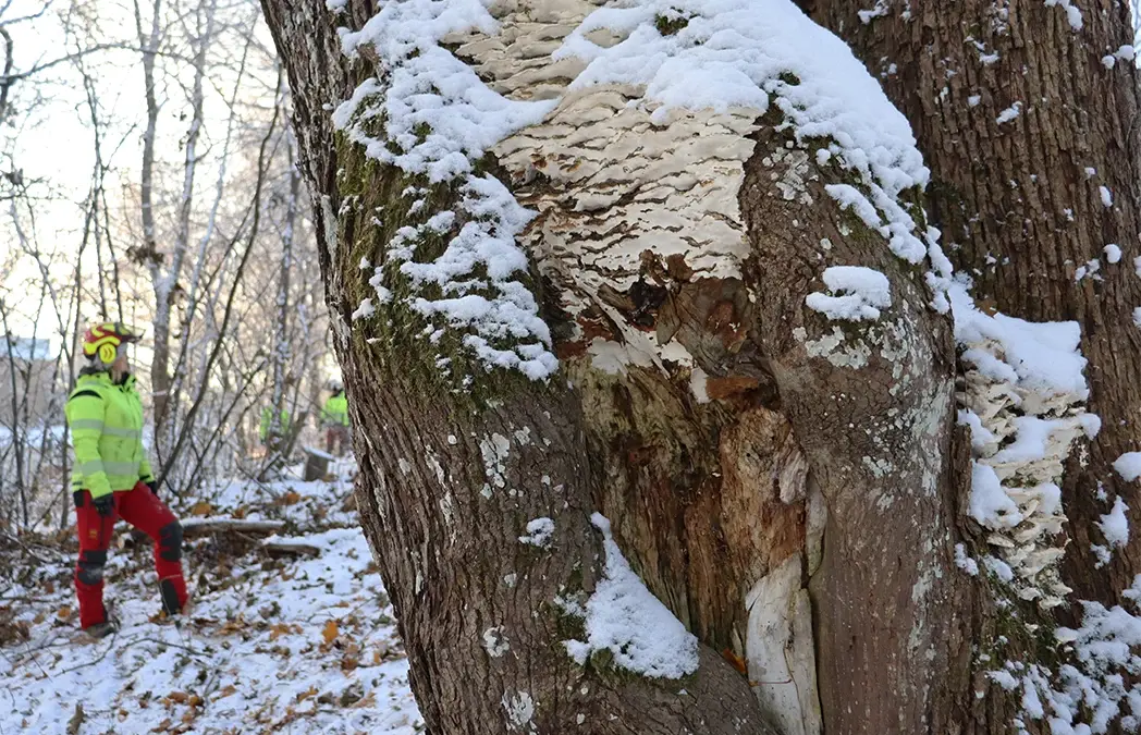 Sisäisen kasvun aika