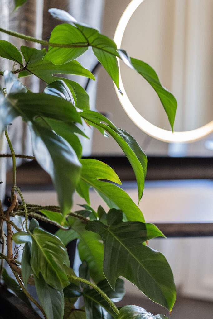 Entti Design vihersisustus huonekasvit