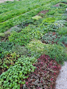 Tampere raitioväylän perennamatot, innovatiivinen perennamatto lisää raitiotien monimuotoisuutta Hiedanranta