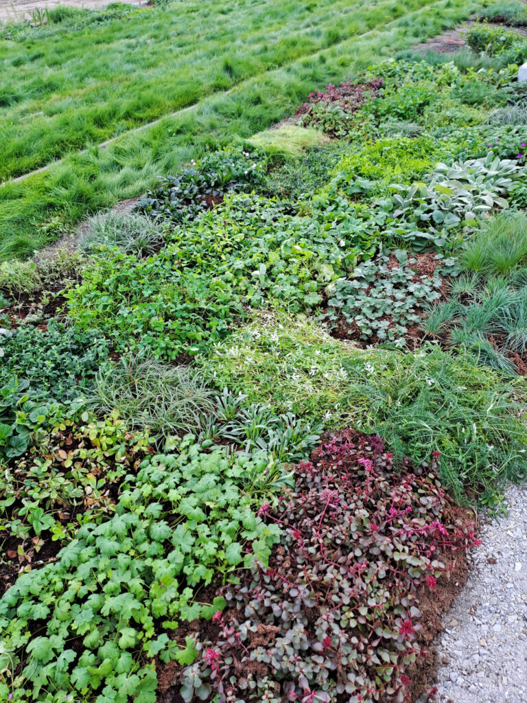 Tampere raitioväylän perennamatot, innovatiivinen perennamatto lisää raitiotien monimuotoisuutta Hiedanranta