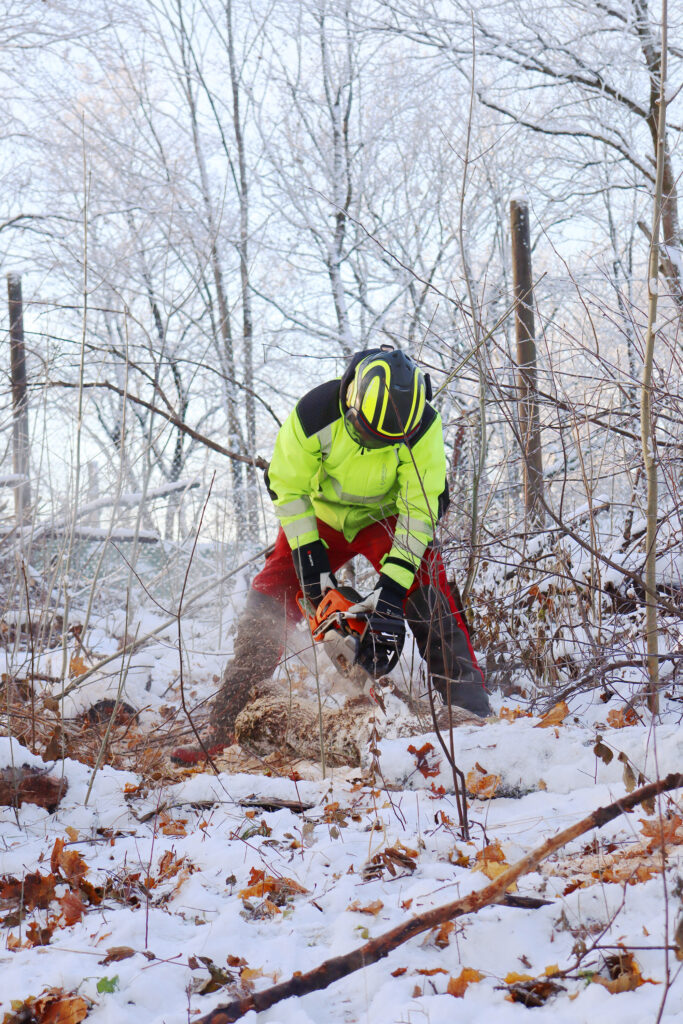 Entti arboristi talvi puiden leikkaukset