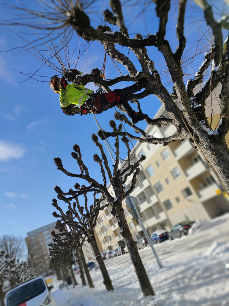 Entin arboristi hoitaa puita - kesät talvet.