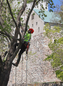 arboristi Turku, puiden hoito, puukiipeily