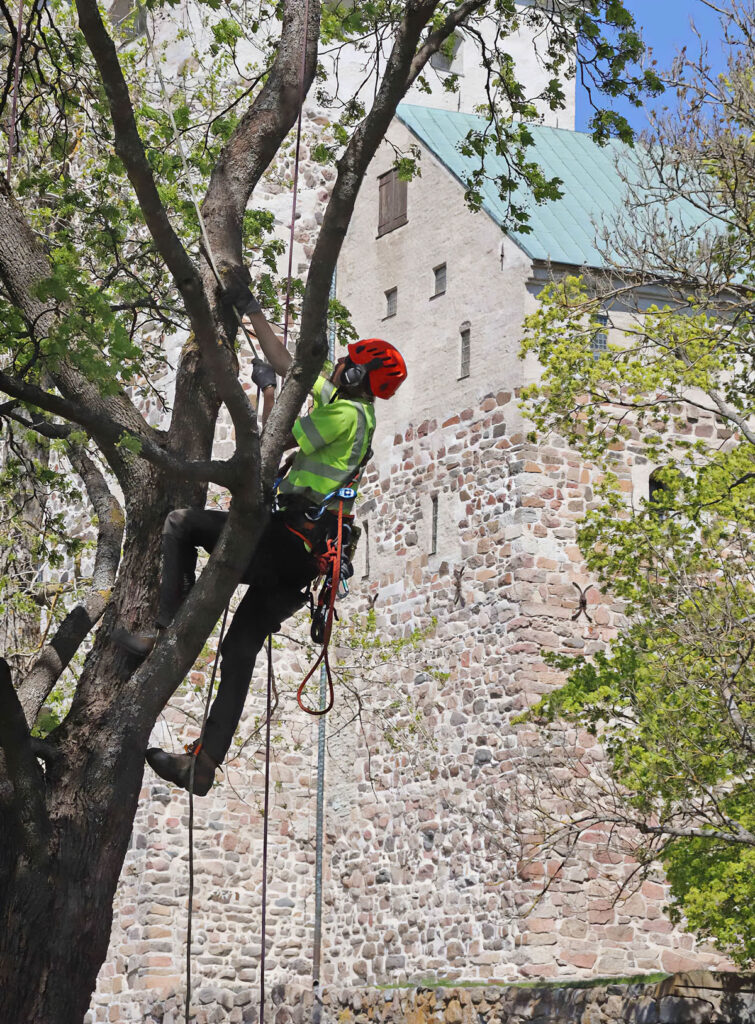 arboristi Turku, puiden hoito, puukiipeily