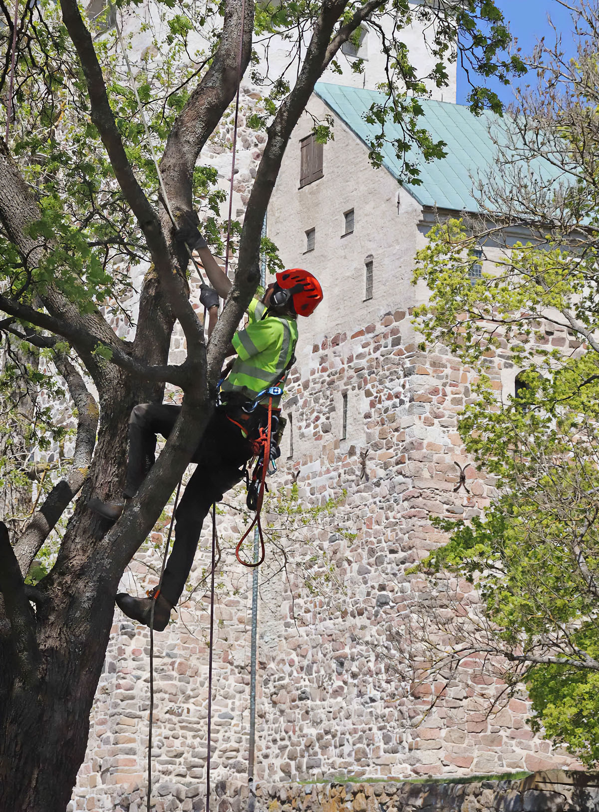 arboristi Turku, puiden hoito, puukiipeily