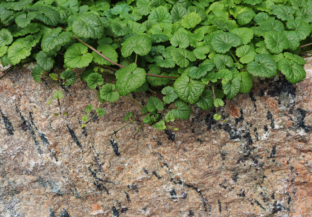 Taloyhtiön pihasaneeraus, Turku Kakola graniitti