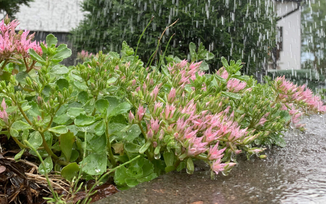 Tarvitseeko sateella kastella?