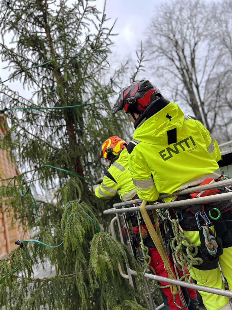 Entin arboristit koristelemassa joulukuusta, Vanha suurtori turku
