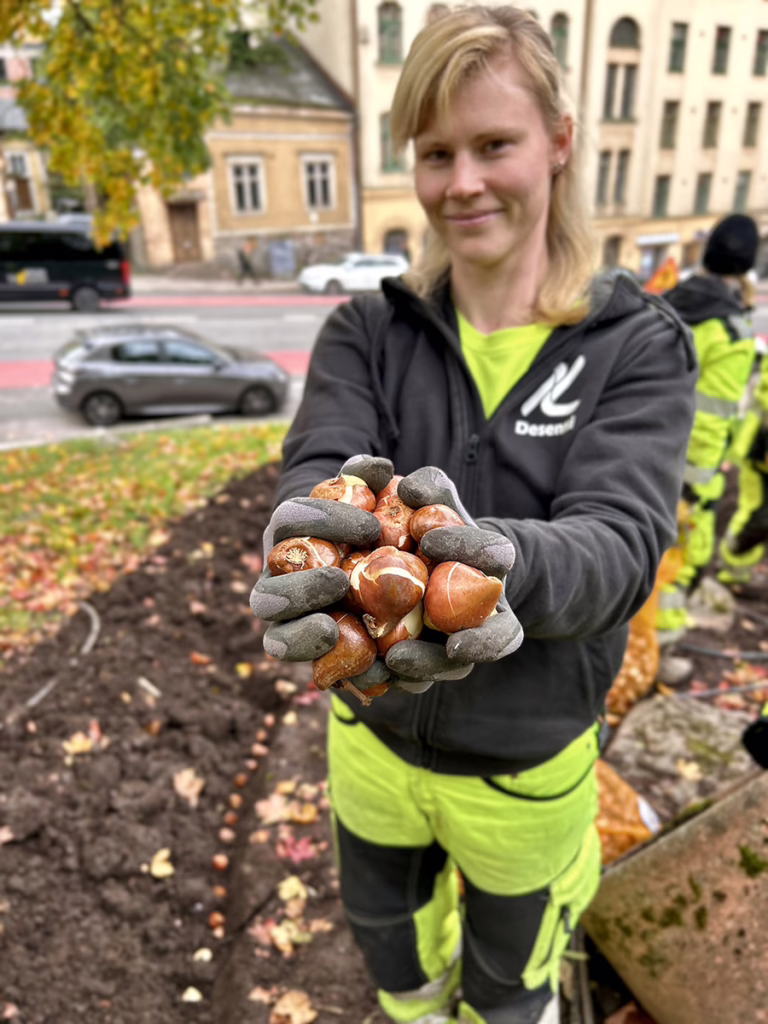 entti desentti sipuleita istuttamassa