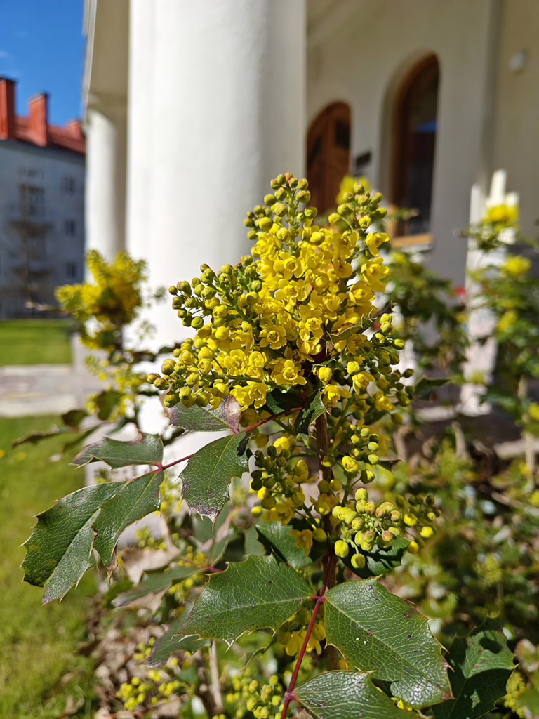 entti uusimaa ylläpito lauttasaaren kartano keväthuolto keltainen pysty