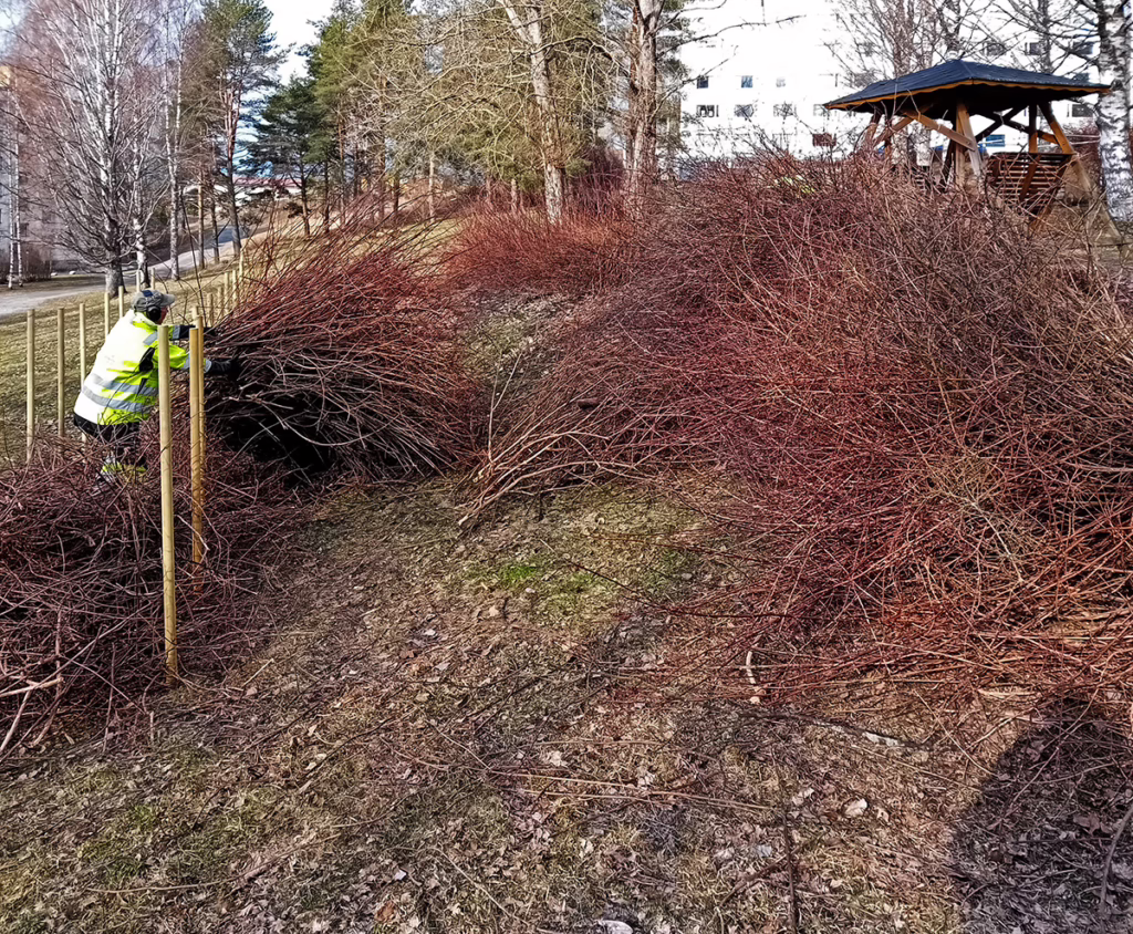 Taloyhtiön pihan vihertyöt, risuaidan eli lahoaidan rakentaminen