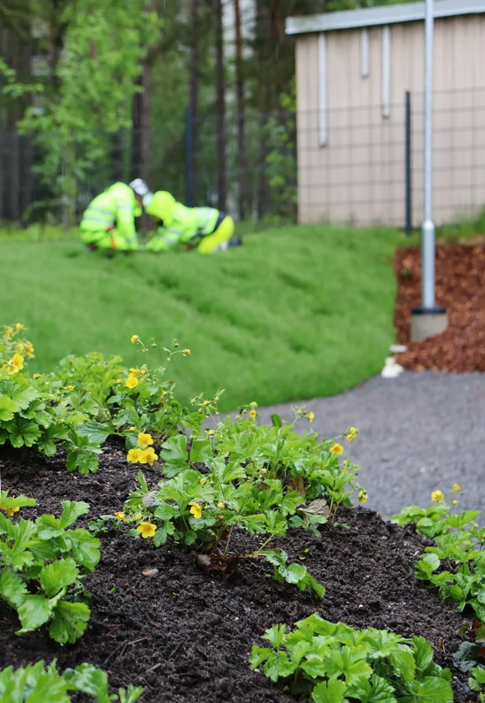 Entti VS Viherrakentaminen Kairiskulman päiväkoti entit asennustyöt vihertyöt puutarhatyöt piharakentaminen