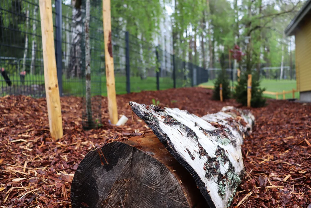 Entti VS Viherrakentaminen Kairiskulman päiväkoti laho lähi