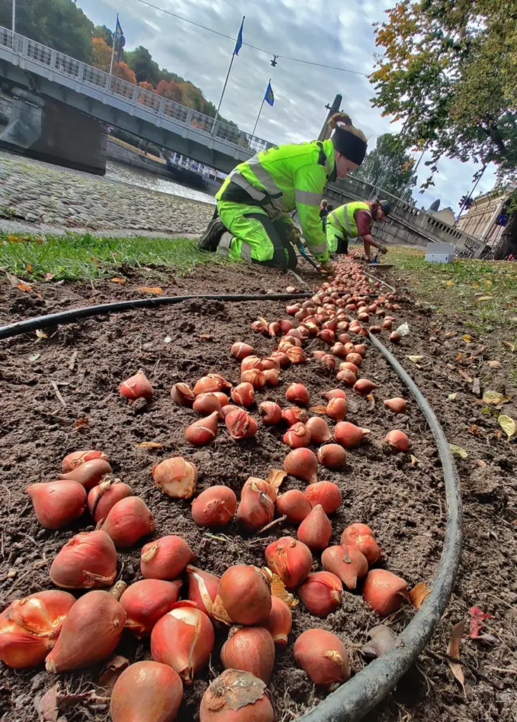 Entti Desentti laura 2023 kevät sipulit