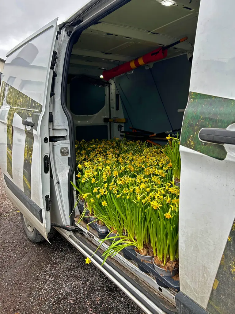 Entti Desentti 2023 narsissit autossa