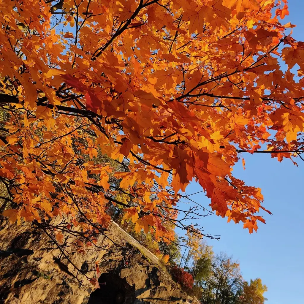Entti Desentti Laura vaahtera ruska