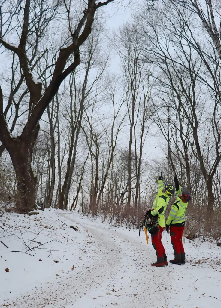 entti arboristi tuomaanpuisto 01