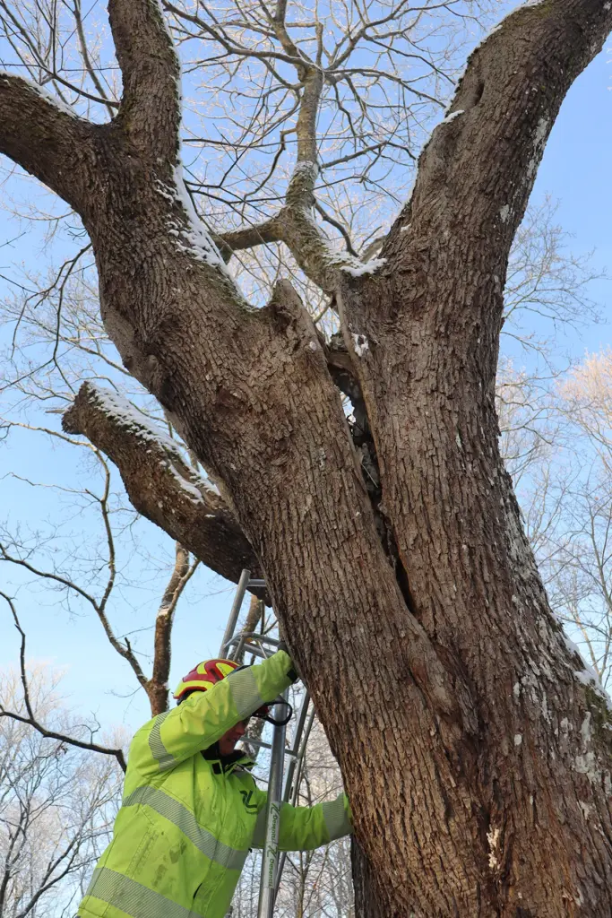 entti arboristi tuomaanpuisto tikkaat