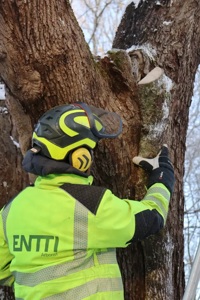 entti arboristi tuomaanpuisto paikka