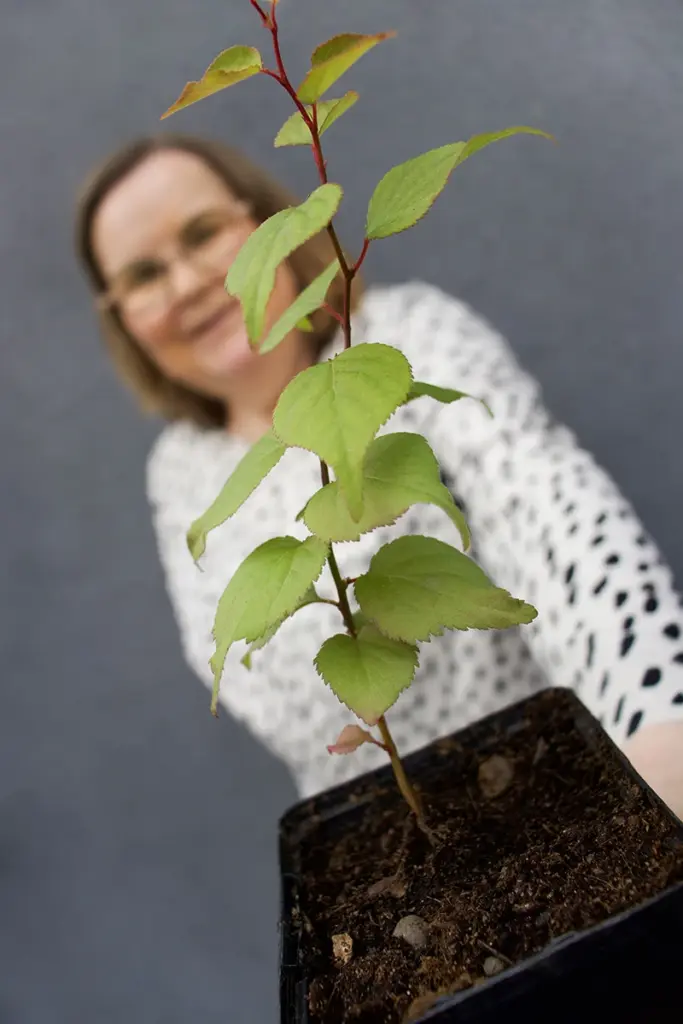 Entti design maisemasuunnittelija