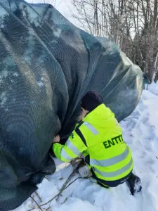 Entti Turku pihatyöt ylläpito talvi suojaus