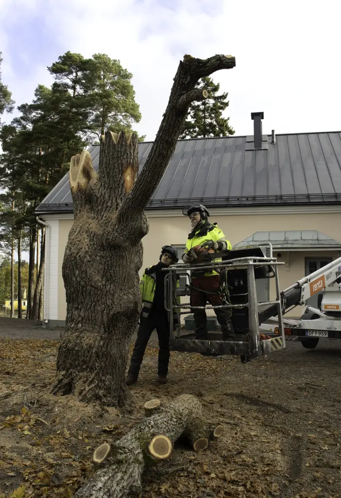 Arboristi lahopuu monimuotoisuus