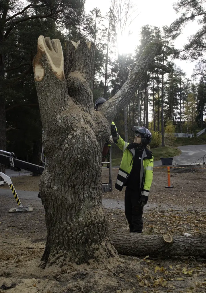Entti Group Arboristi lahopuu monimuotoisuus Raisio