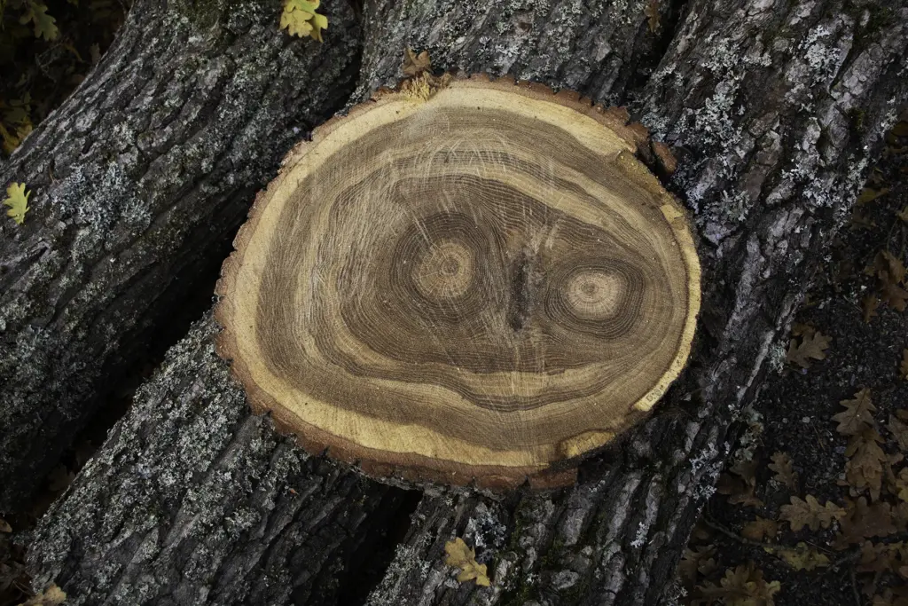 Entti Group Arboristi lahopuu monimuotoisuus Raisio