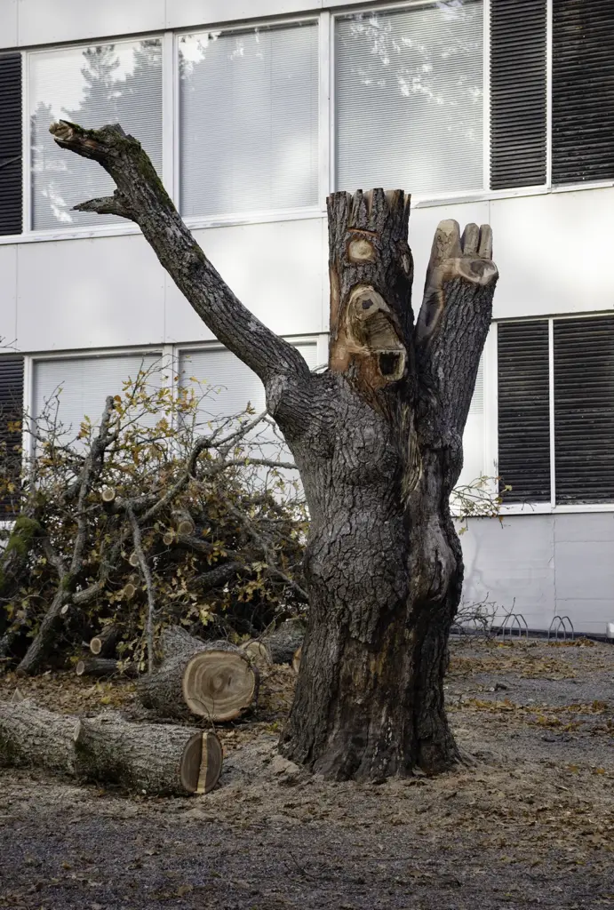 Entti Group Arboristi lahopuu monimuotoisuus Raisio