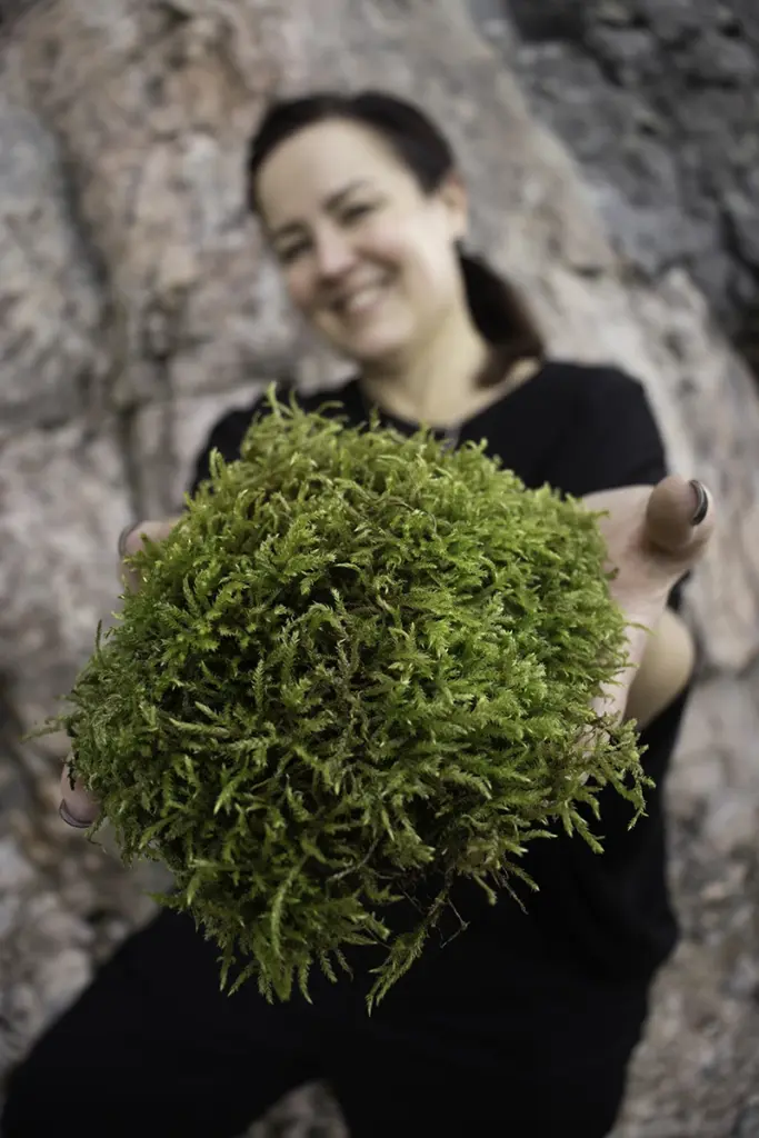 Entti Design maisemasuunnittelu sammal