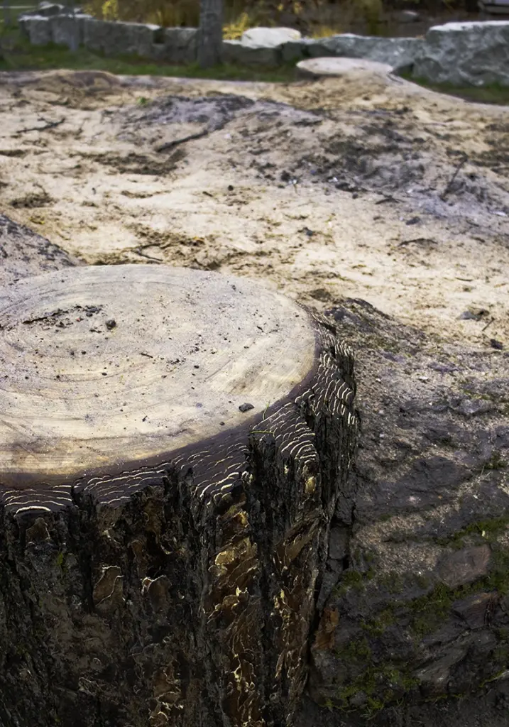 Entti VS desentti arboristi kupittaanpuisto metsämikrobi hiekkalaatikko